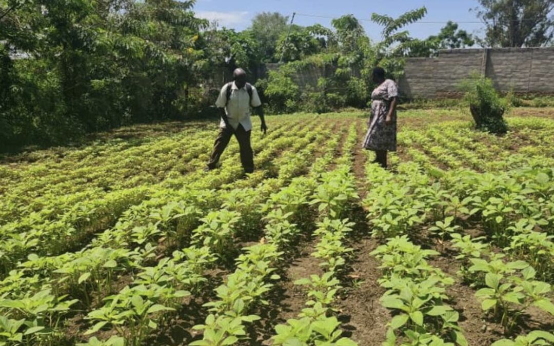 Empowering Young Students Through Farming and Nutrition Education